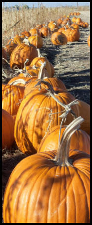 Pumpkin Patch